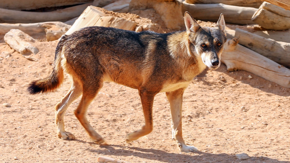 The Arabian wolf is a symbol of the desert and an important component of Saudi Arabia’s biodiversity. (VisitSaudi)
