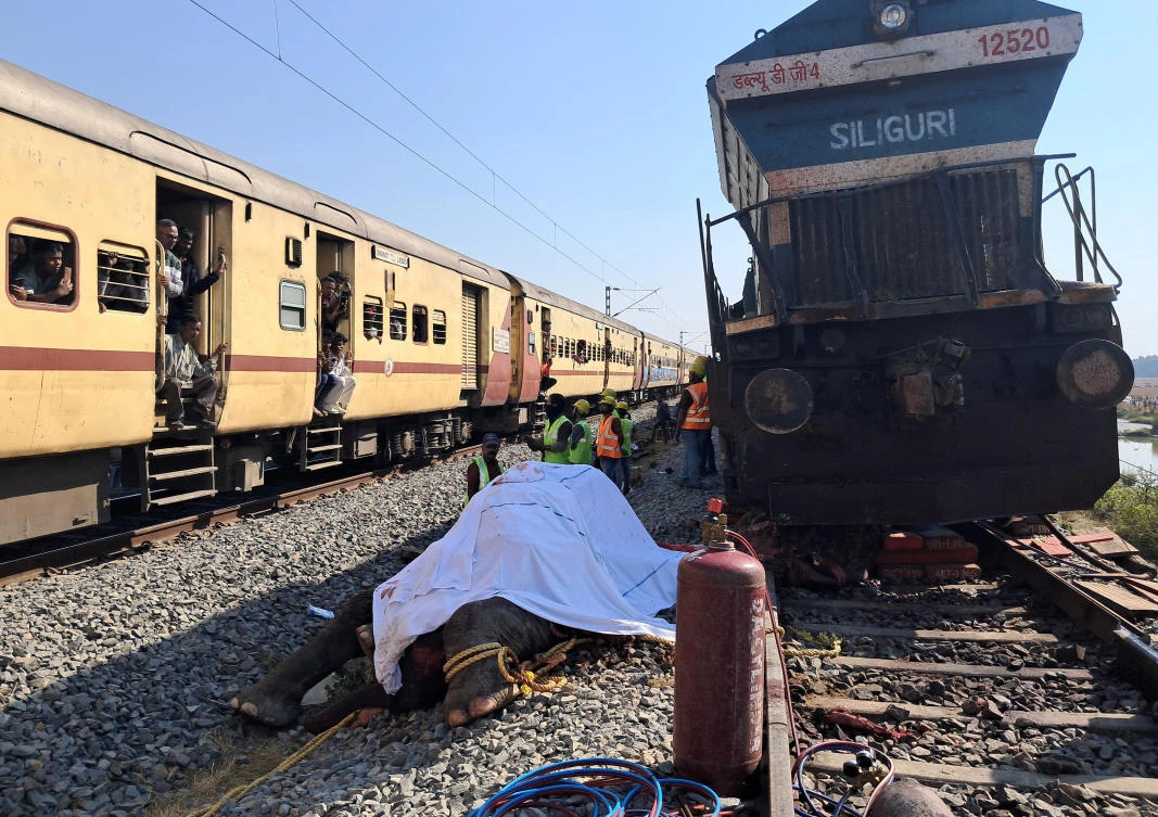 Seven elephants killed by train accident in India