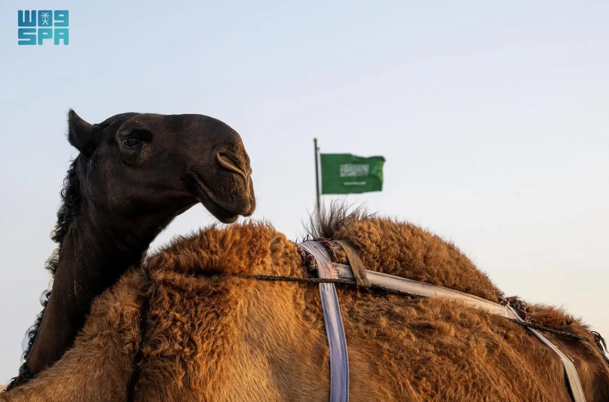 Camels are not only a vital livestock resource in Najran, but also a cornerstone of local identity and tradition. (SPA)