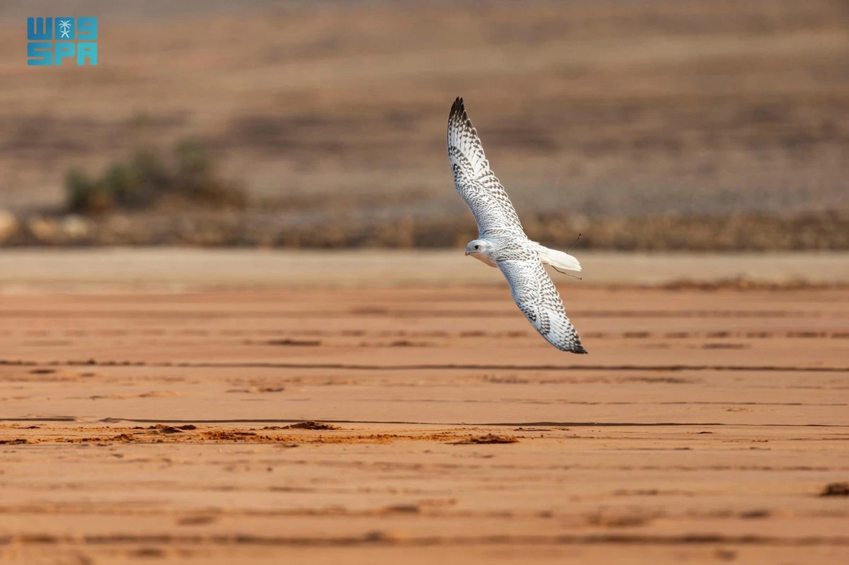 World’s largest falconry festival opens in Riyadh