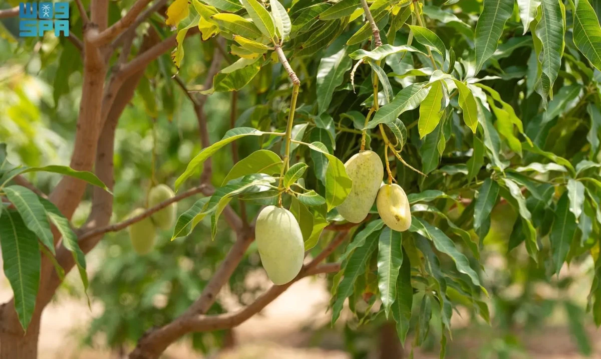 Estidamah researches mango varieties in Jazan