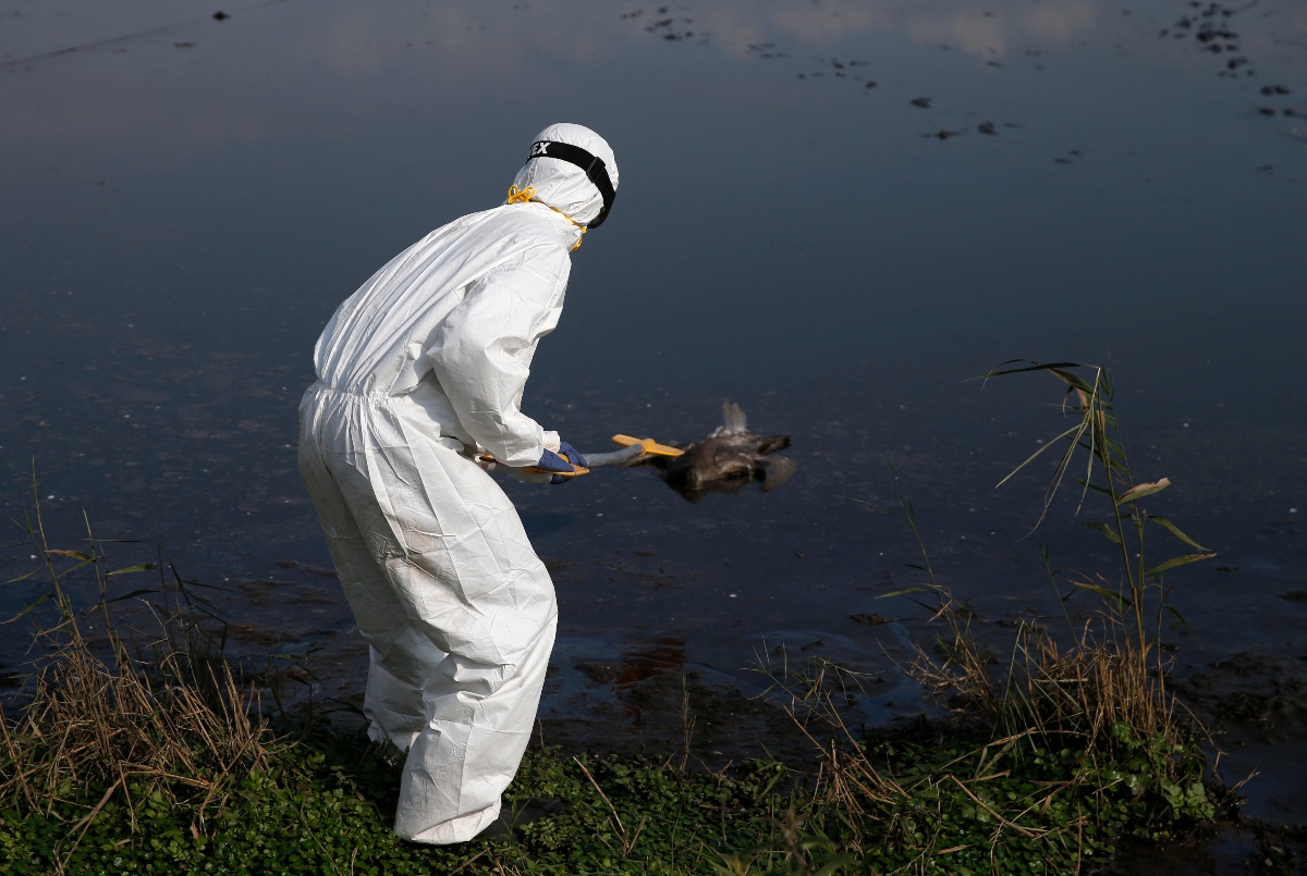 Israel reports bird flu outbreak on farm in north, WOAH says