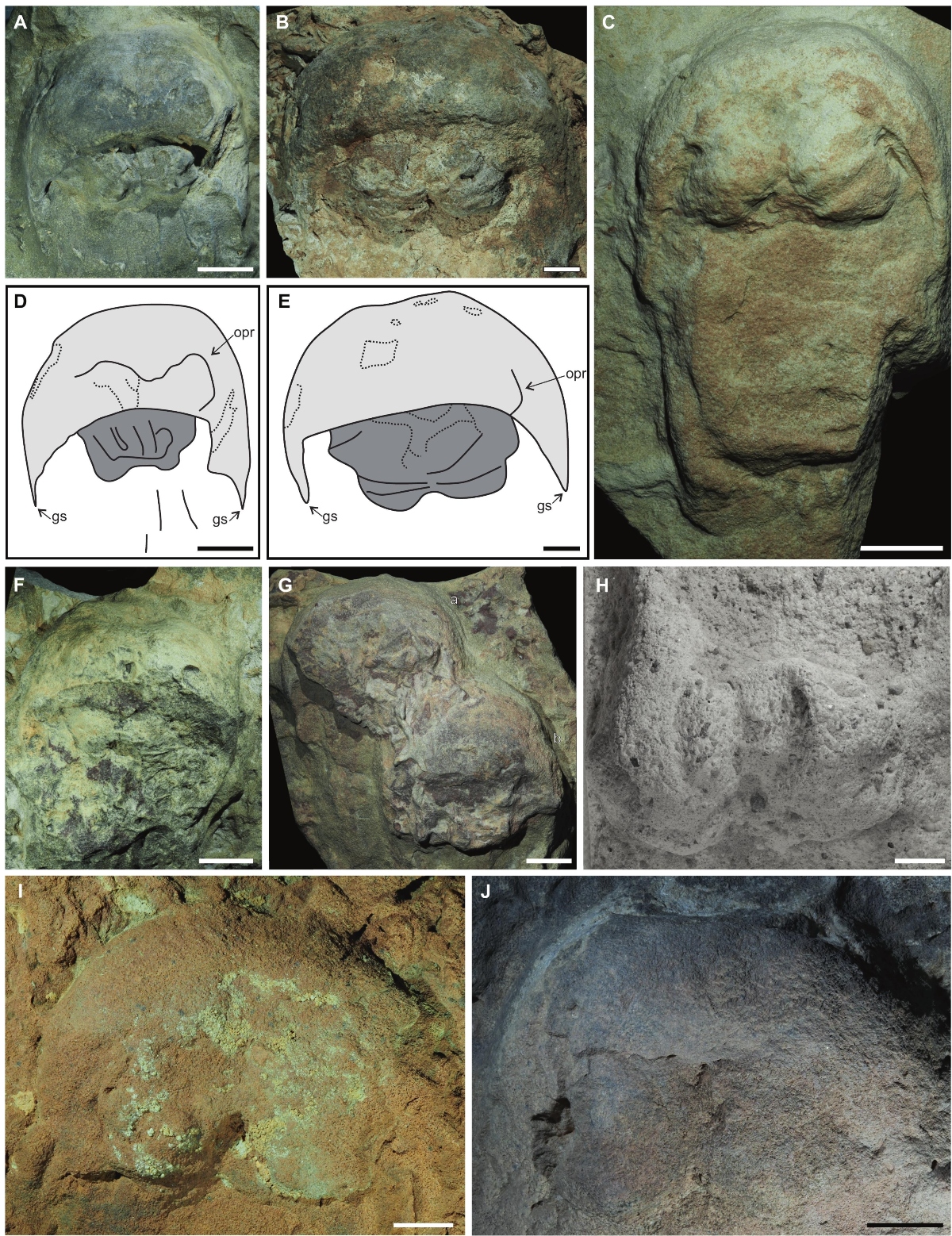 Rare horseshoe crab fossils discovered in AlUla are believed to be more than 465 million years old. (Gondwana Research)
