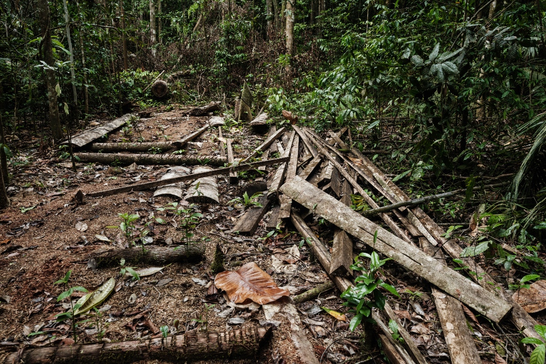 A photo shows timber remains at the site of an abandoned illegal logging camp in a forest in East Halmahera, North Maluku, Indonesia. (AFP)