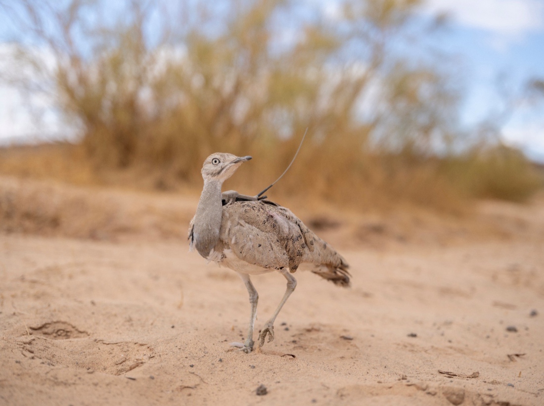 An Asian houbara with a satellite tag is released into the Prince Mohammed bin Salman Royal Reserve. (Prince Mohammed bin Salman Royal)