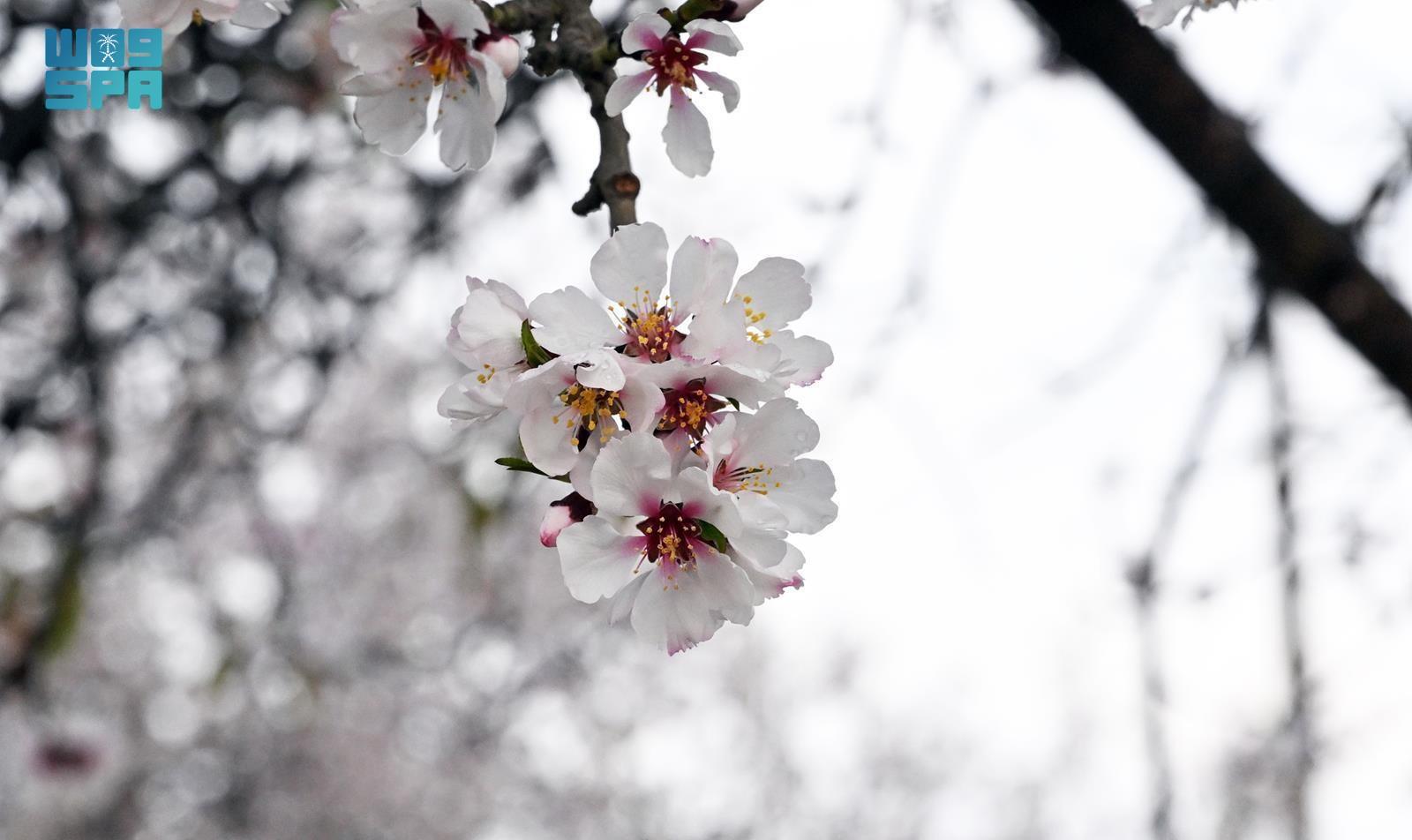 Almond trees in Saudi Arabia’s Asir highlands have come into full winter bloom, with white and pink blossoms spreading across mountain terraces, marking the start of a key seasonal period for local farmers. (SPA)