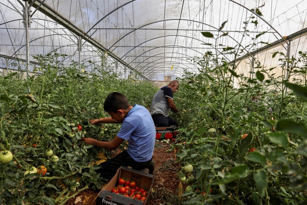 A revival in local food production and the Palestinian Authority’s establishment of agricultural ‘clusters’ is driving a push for greater self-sufficiency, easing the reliance on Israeli imports. (AFP)