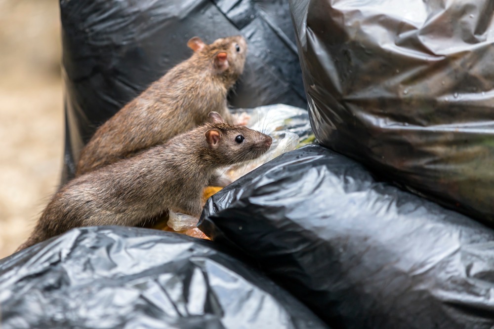 How rats, sewage and winter rains are compounding Gaza’s public health emergency