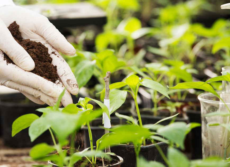 Estidamah has invited farmers and stakeholders to engage through its platforms to support the national transition in the forage sector. (Estidamah file photo)