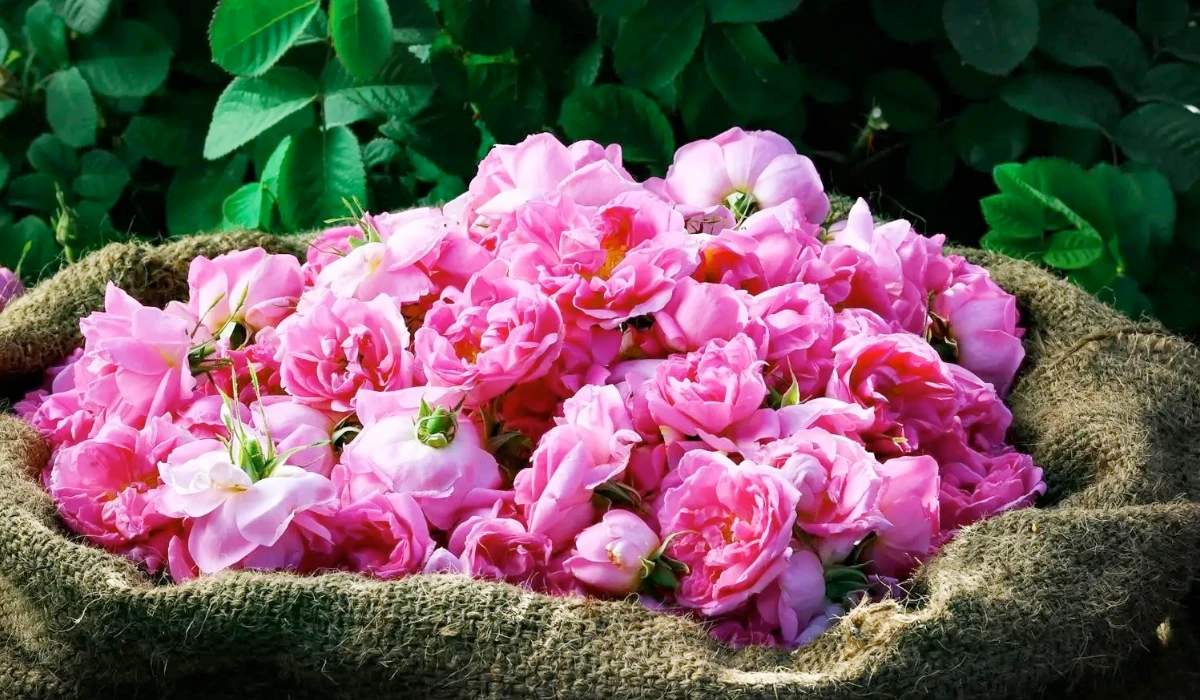 Perfume artisan involvement aligns with Jazan Festival’s initiative repositioning traditional crafts as dynamic. (SPA)