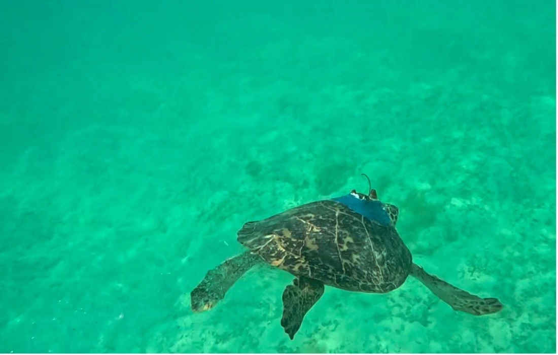 A tagged Hawksbill turtle returns to the Red Sea. (SUPPLIED)