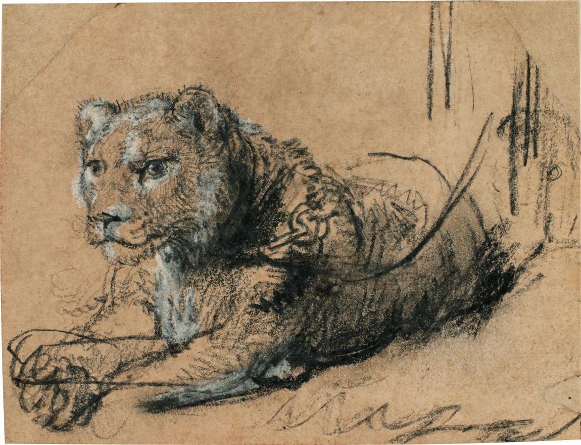 Rembrandt Harmensz. van Rijn, ‘Young Lion Resting,’ ca. 1638–42, Black chalk with white chalk heightening and grey wash on brown laid paper, 115 x 150 mm. (Courtesy of Sotheby’s)