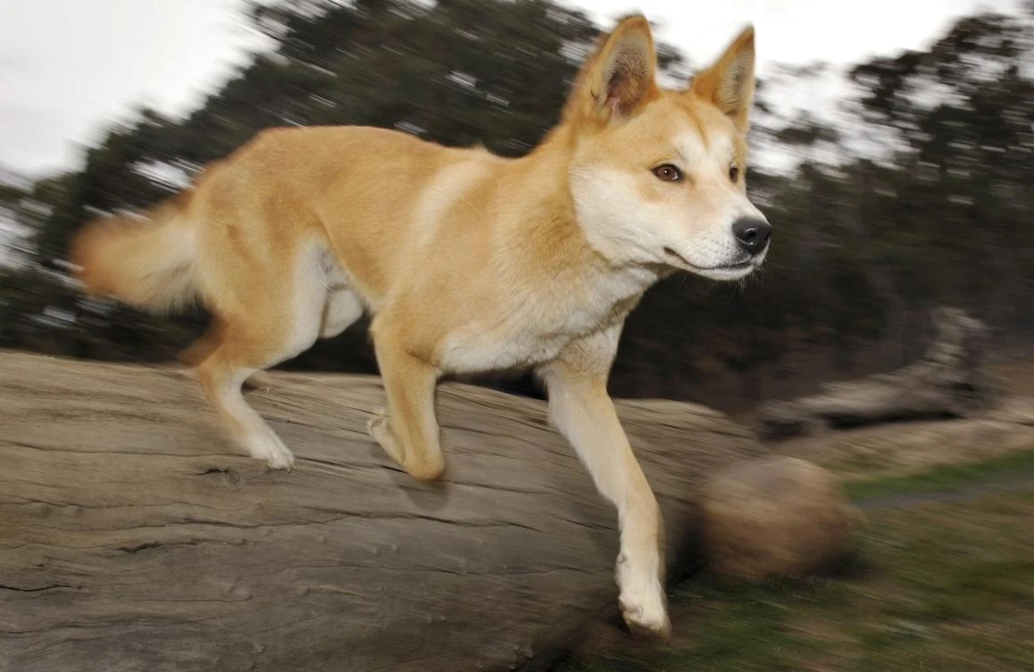 Backlash as Australia kills dingoes after backpacker death