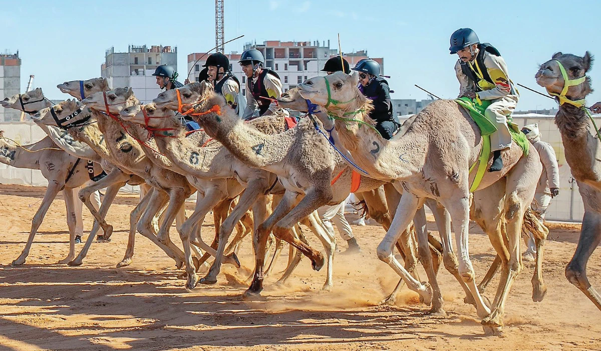 The exhibition highlights the deep-rooted and enduring relationship between humans and camels in the Kingdom. (SPA)