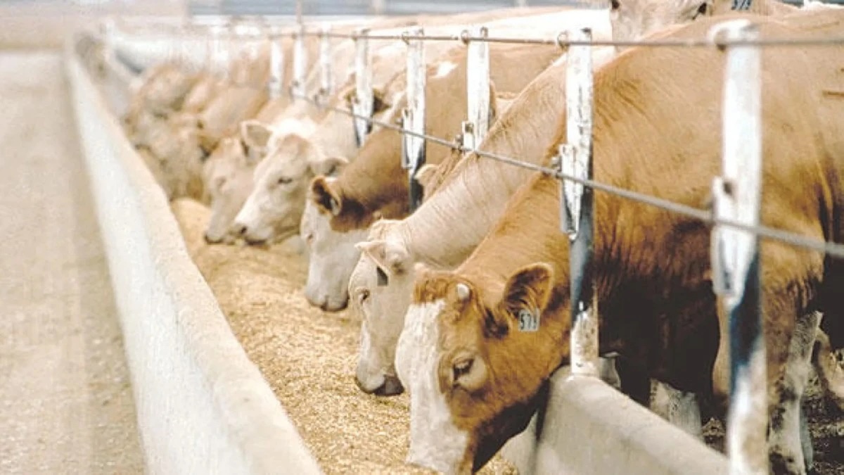 The Ministry added that the quantity of raw milk produced in specialized dairy farms, according to statistics, reached 2.7 billion liters in 2024. AL-EQTISADIAH