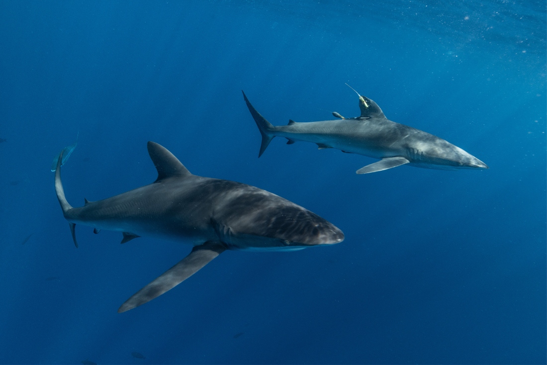 In the Red Sea, 31 shark species and 29 ray species have been recorded. (Danah Marine