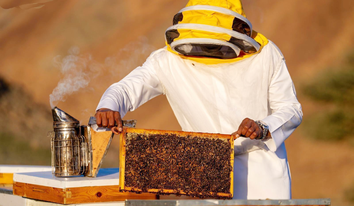 Khayrat AlUla Seasons also provide visitors with the opportunity to discover the governorate’s agricultural diversity. (Photo/AlUla Honey Season)
