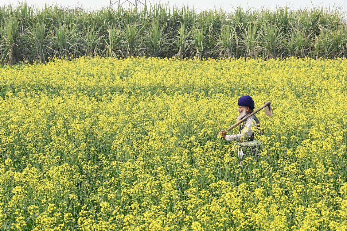 What’s at stake for Indian agriculture in Trump’s trade deal?