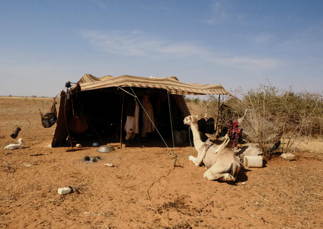 A camel rests in front of a nomadic tent, in El Obeid, North Kordofan, Sudan, January 20, 2026. REUTERS/El Tayeb Siddig