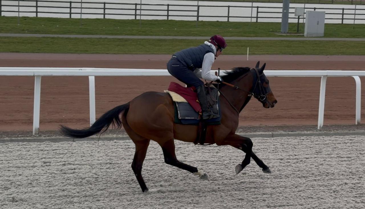 Iradie will be the first Saudi Cup runner from Belgium this weekend. (Gaelle Gernay)