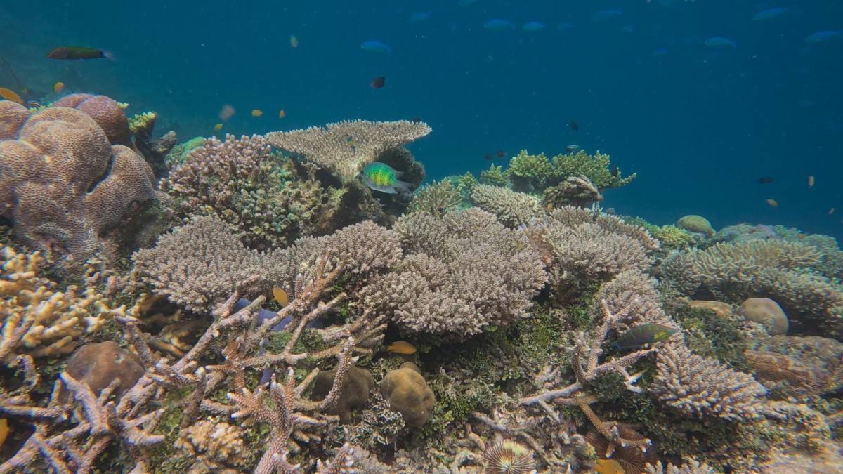 Three-year heatwave bleached half the planet’s coral reefs: study