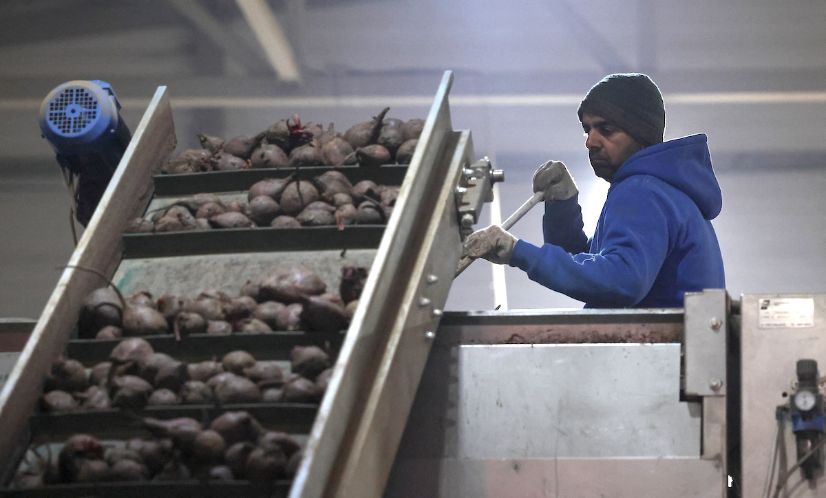 Kharchand Singh, a migrant worker from India, processes beet on a conveyor belt at a farm outside the town of Kolomna in the Moscow region. The choice of India for unskilled labor reflects strong defense and economic ties between Moscow and New Delhi. (Reuters)