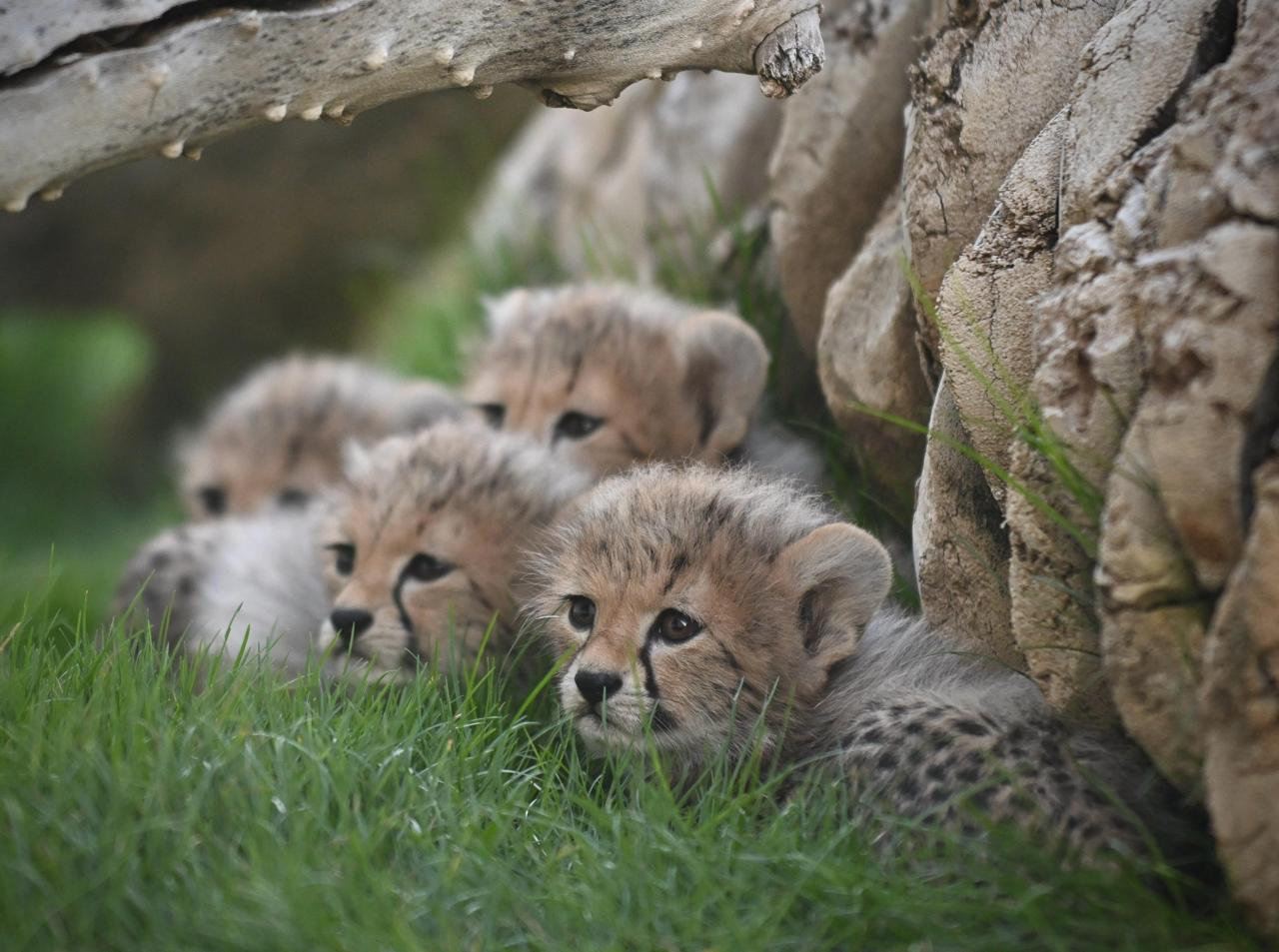 The releases implemented by the Saudi National Center for Wildlife have included more than 80 priority species. (Supplied)