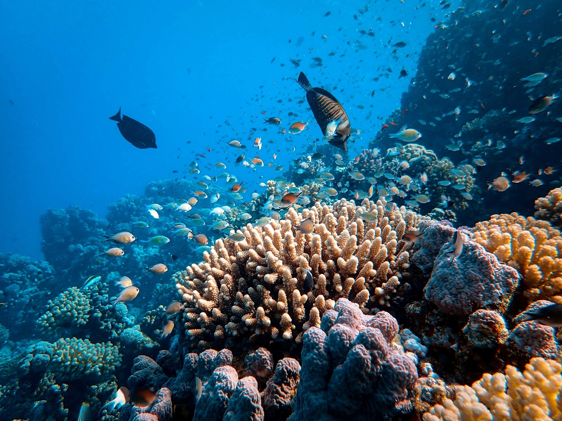 Coral reefs along Saudi Arabia’s Red Sea coast, where scientists say warm, salty waters and limited deep-water exchange can leave ecosystems vulnerable to low-oxygen stress. (Unsplash.com)