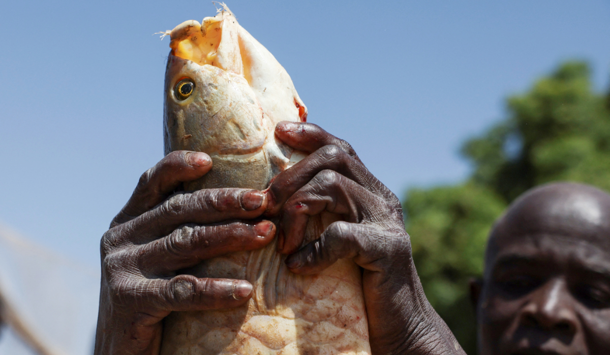 59-kilogram monster fish catches eyes at Nigerian fishing festival