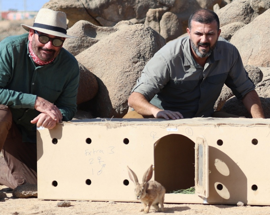 Reserve CEO Andrew Zaloumis and Chief of Conservation Maen AlSmadi release a hare into the Prince Mohammed bin Salman Royal Reserve. (Supplied)
