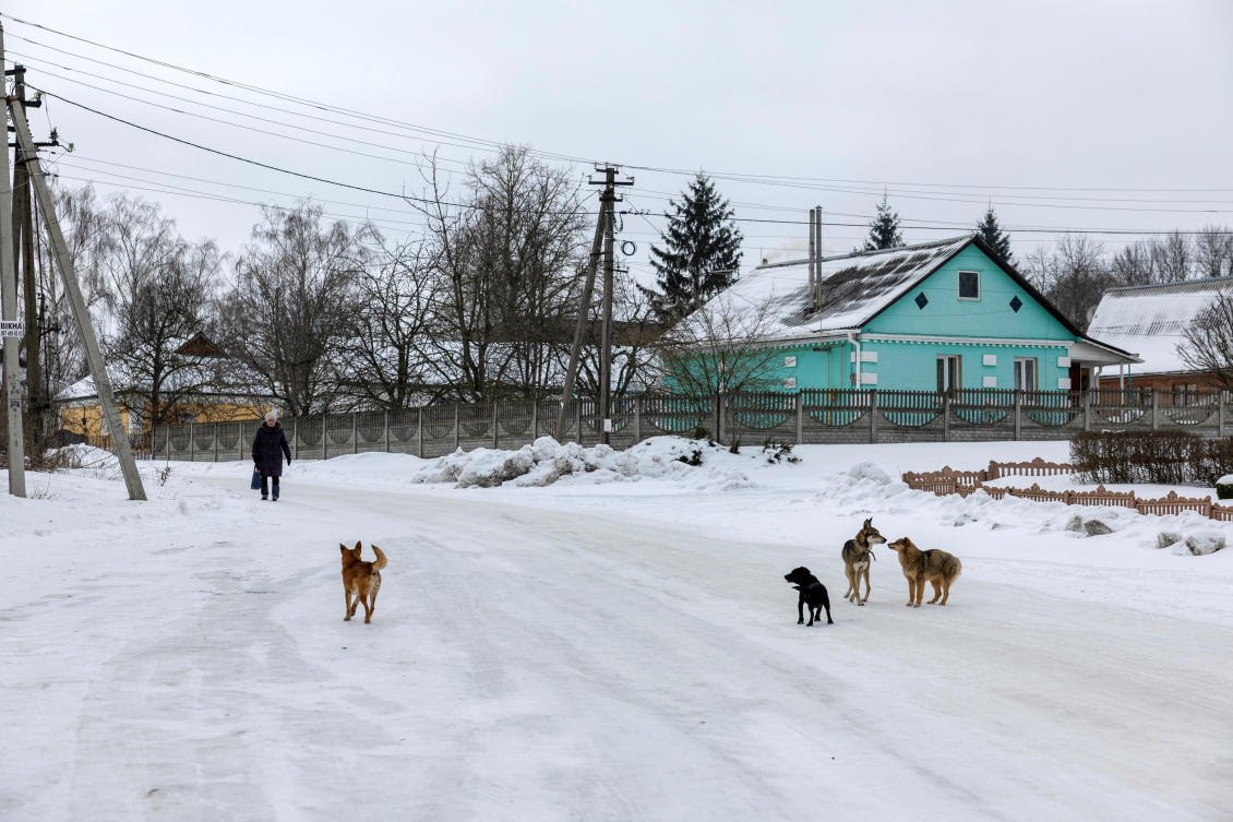 Dogs roam in a street, amid Russia’s attack on Ukraine, in the village of Dzenzelivka, Ukraine, February 4, 2026. (REUTERS)