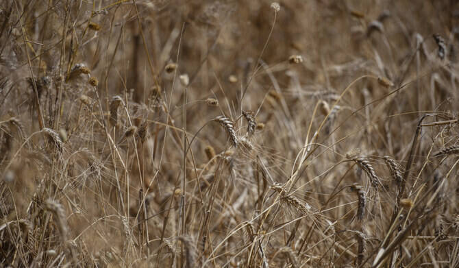 Algeria buys wheat in tender, talks to continue on Wednesday, traders say