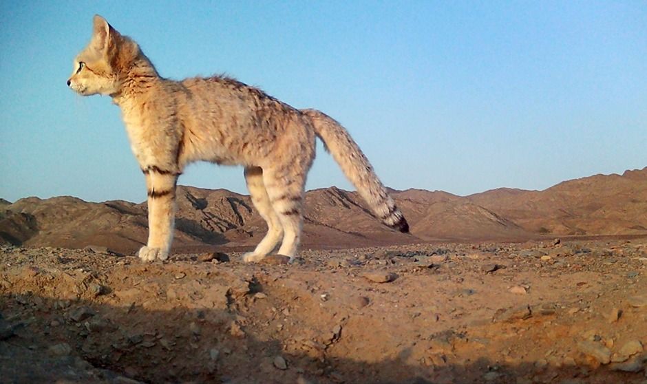 Saudi royal reserve uses GPS tracking on sand cats in global first