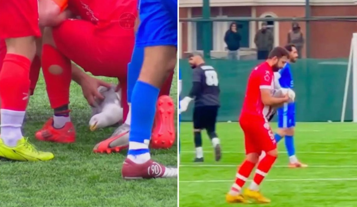 Turkish footballer hailed as hero after saving stunned seagull