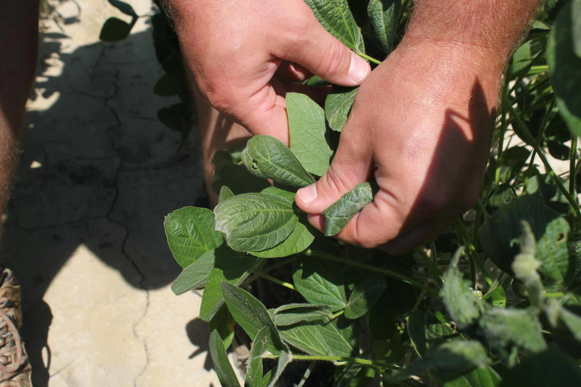 Trump administration re-approves twice-banned pesticide