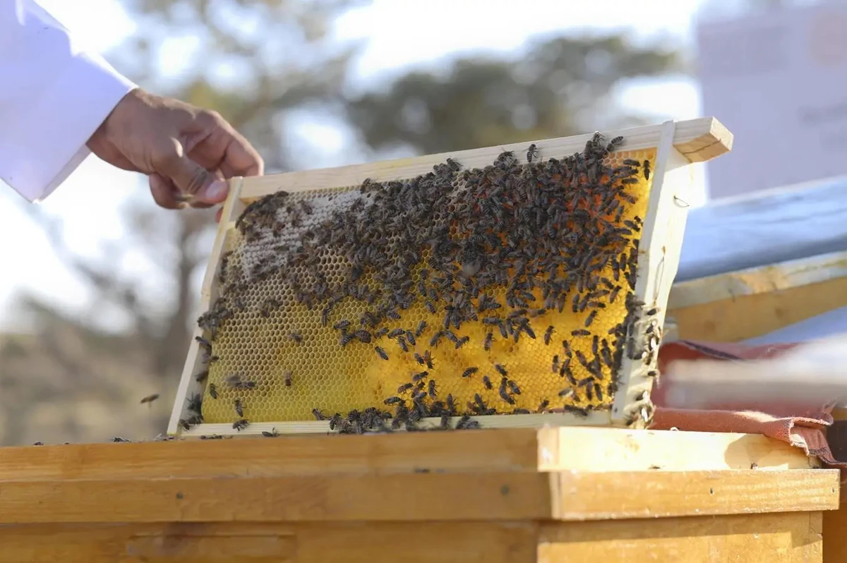 The Imam Turki bin Abdullah Royal Nature Reserve Development Authority urged beekeepers to review the season details and join scheduled virtual meetings to ensure organized participation under the approved regulations. (SPA)