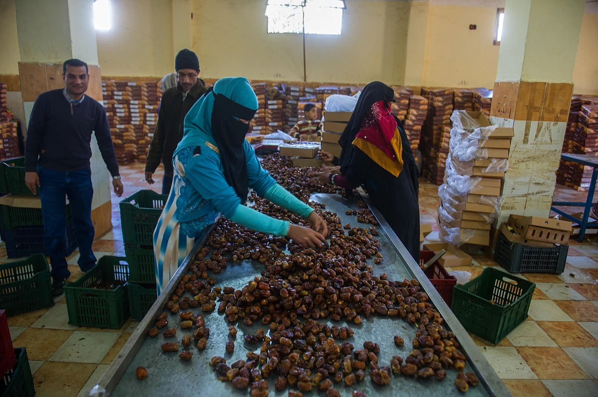 Egypt accounts for 19% of global date output