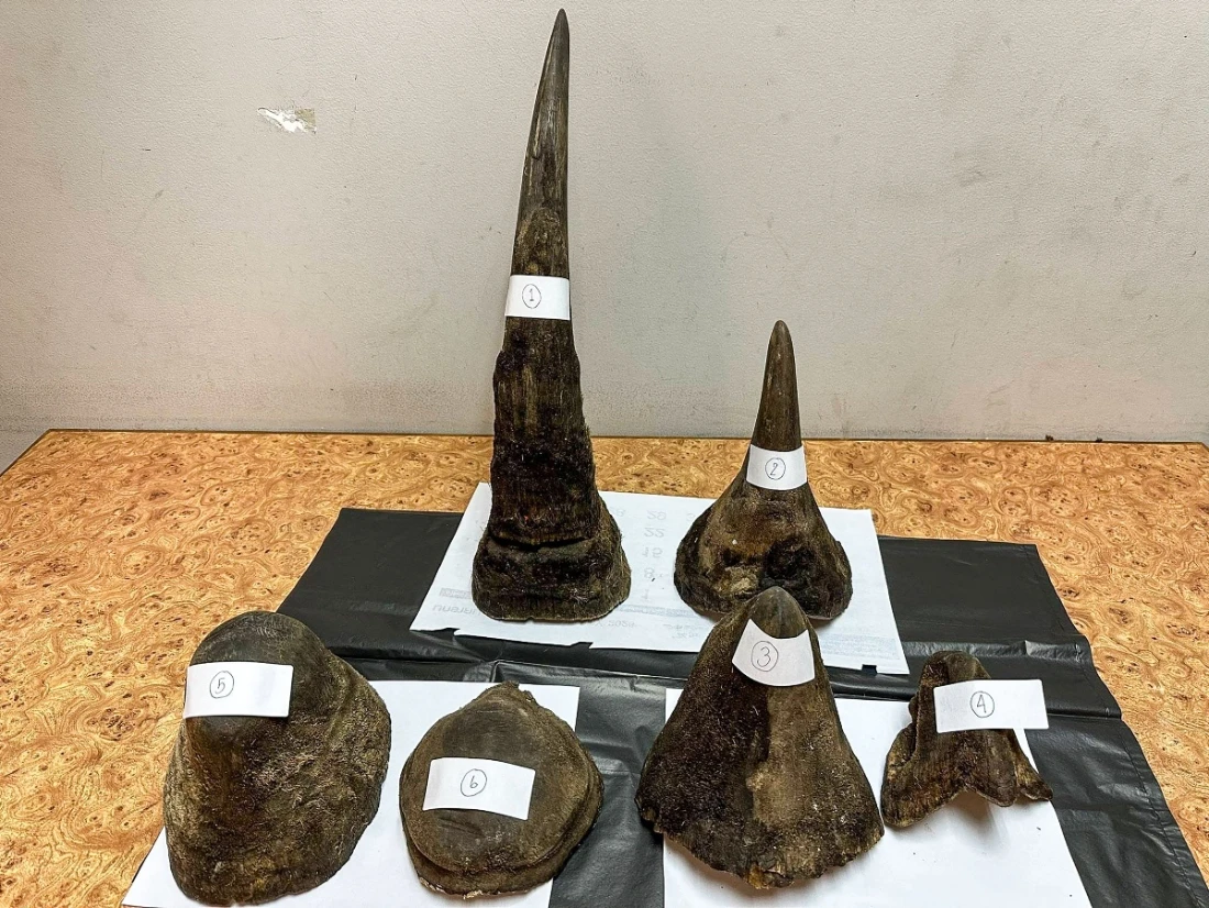 Man arrested in Thailand for smuggling rhino horn inside meat