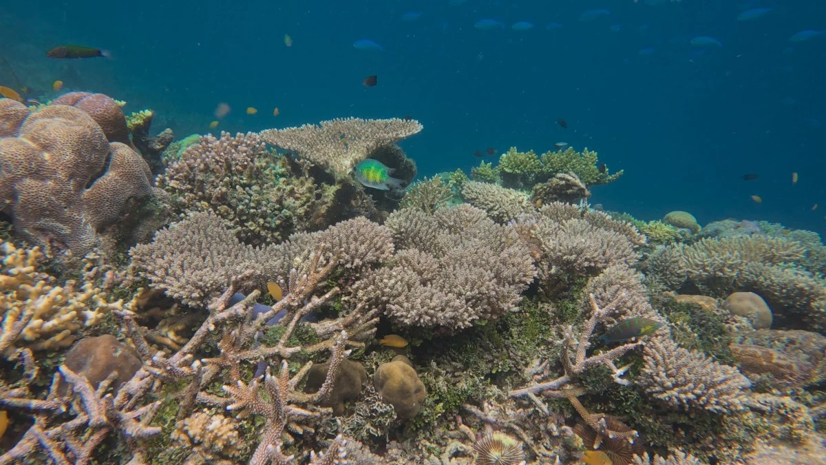 Three-year heatwave bleached half the planet’s coral reefs: study