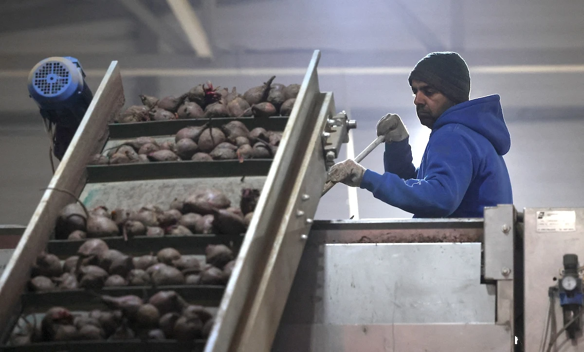 Kharchand Singh, a migrant worker from India, processes beet on a conveyor belt at a farm outside the town of Kolomna in the Moscow region. The choice of India for unskilled labor reflects strong defense and economic ties between Moscow and New Delhi. (Reuters)