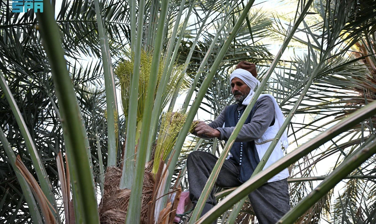 Najran farmers begin date palm pollination season