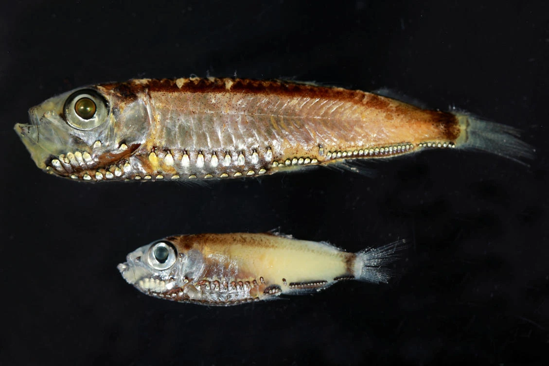 Two deep-sea fish species, Maurolicus muelleri and Maurolicus mucronatus from the Red Sea, that have hybrid photoreceptors in their eyes as larvae and adults, seen in this photograph released on February 11, 2026. (Reuters)