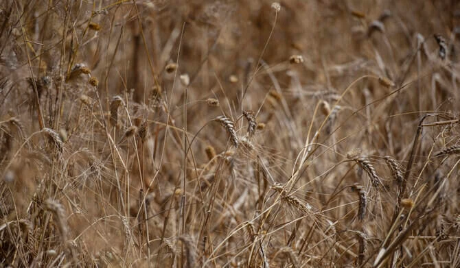 Algeria’s state grains agency OAIC has bought milling wheat in an international tender that closed on Tuesday, European traders said. (AFP/File)