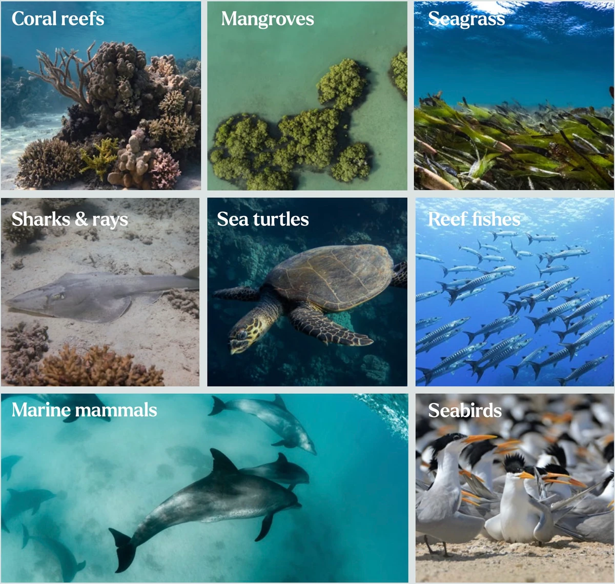 Developed through one of the most comprehensive ecological baseline studies ever undertaken in the region (2022–2023), the SIIG Model transforms environmental ambition into measurable, verifiable outcomes. (RSG photo)