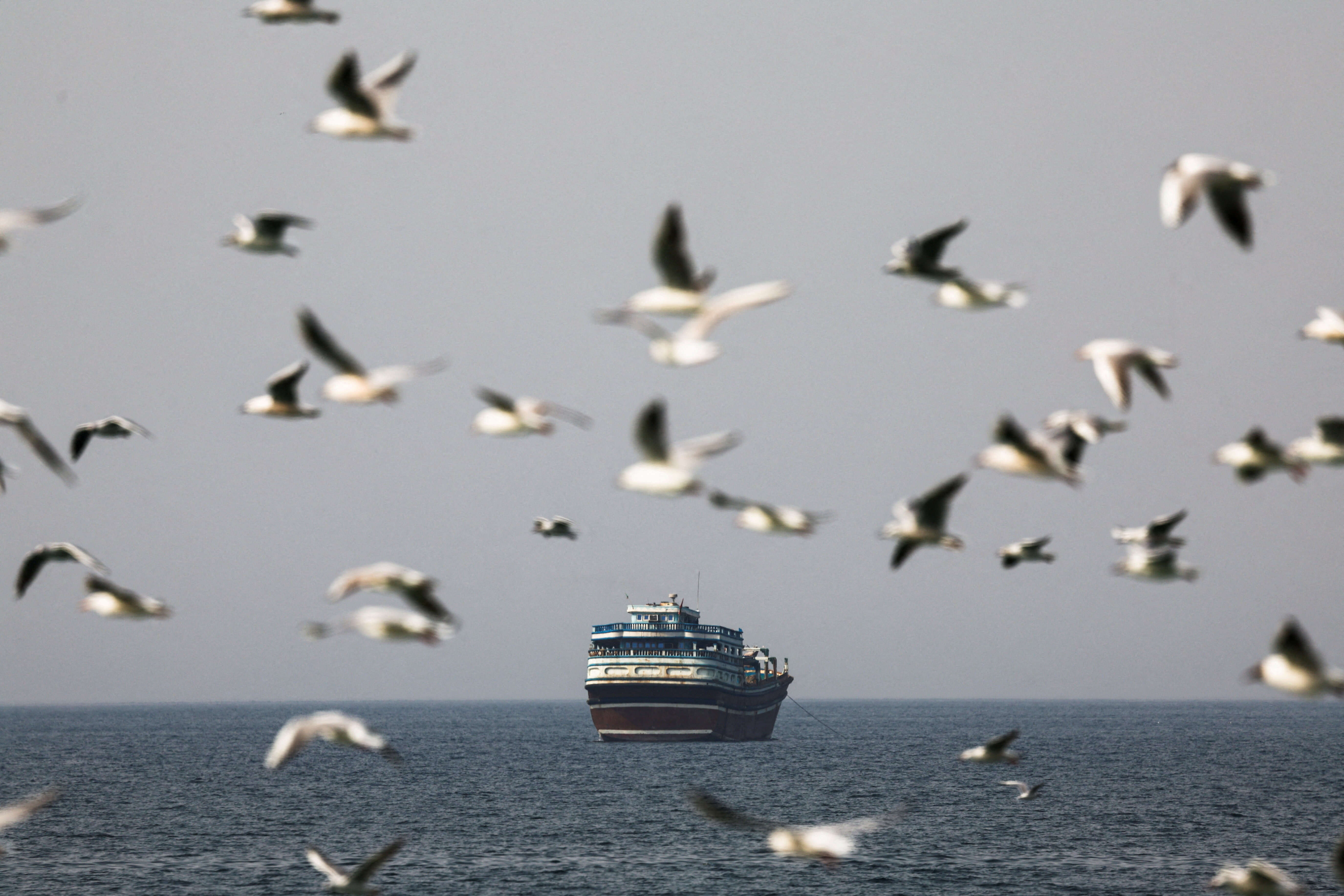 Birds fly near a boat in the Strait of Hormuz amid the US-Israeli conflict with Iran, as seen from Musandam. Reuters/Amr Alfiky