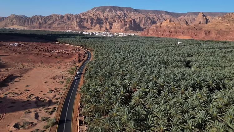 Over 4 million trees in AlUla will enrich date markets across the Kingdom. (SPA)