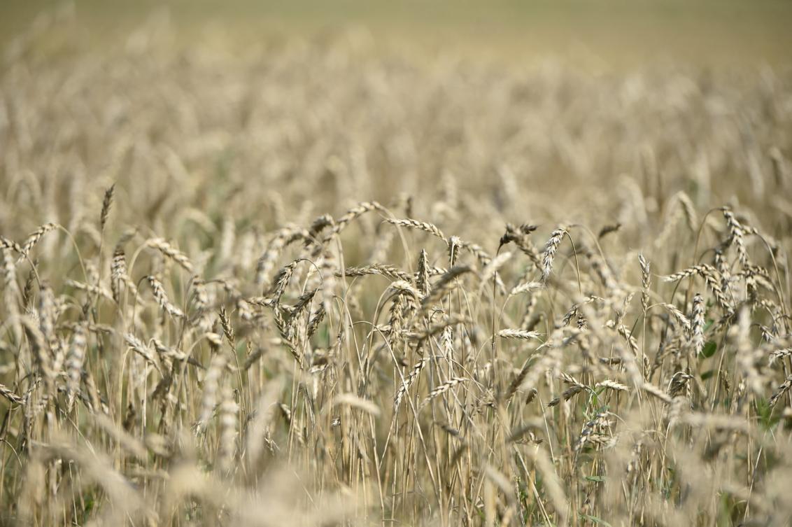 Imports of other grains used for animal feed production is also banned. (File/AFP)