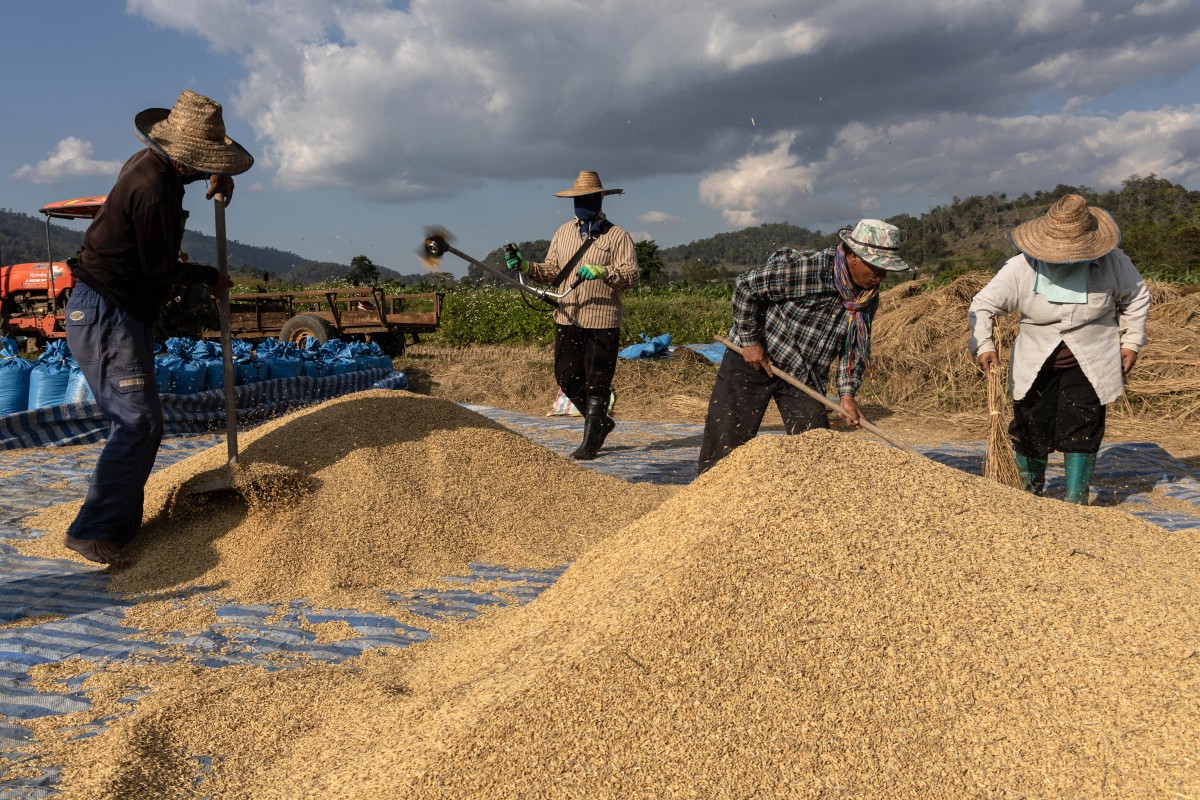 Local villagers preparing the recent rice harvest in fields, located just a few kilometres away from the Thai-Myanmar border in Chiang Mai province.(AFP)