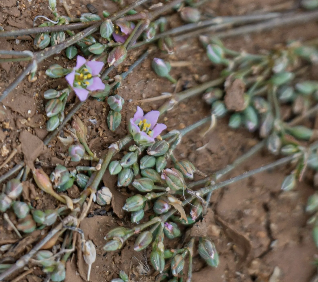 Known scientifically as “Microparacaryum intermedium,” the daqqaqa is a delicate annual herb with a slender, cylindrical stem that branches outward. (SPA)