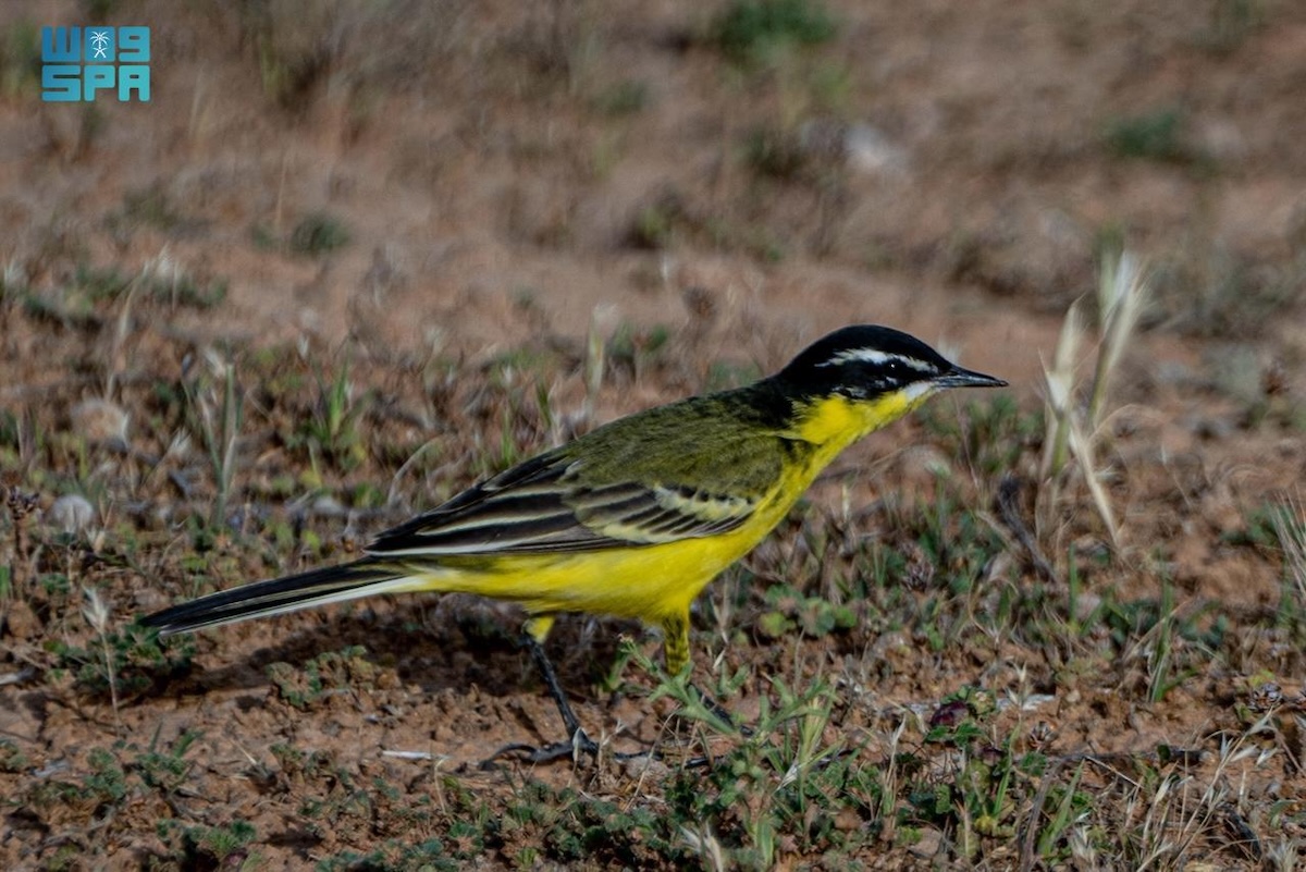 Yellow wagtail spotted in Northern Borders region in migration season
